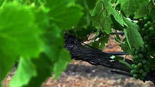 Watch the compass rose hd catfight.