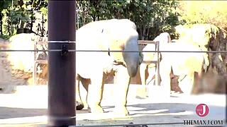 This asian babe sucks cock deep on all fours.