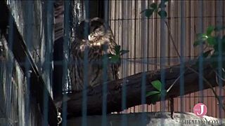 This asian babe sucks cock deep on all fours.