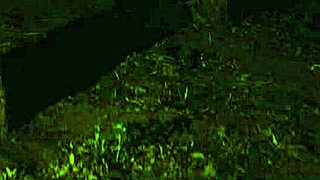 Ashley Lane Gagged and Spanked in Forest at Night. Submissive Play Outdoors!