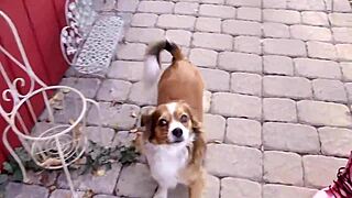 Does this nasty cutie adore licking balls or what?