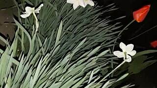 Invited Neighbor To Admire Flowers Then Fucked Her Mouth For Orgasm