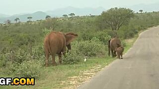 africangf - romantic happy holiday dick sucking on tape gonzo pov