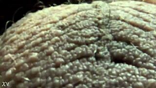 ablative testicles balls in latin